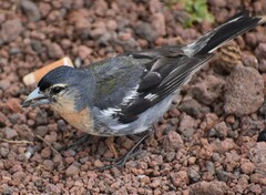 Fringilla coelebs moreletti