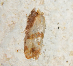Cochylini