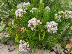 Serruria rubricaulis