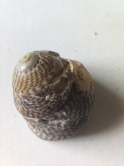 Steromphala cineraria