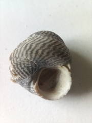 Steromphala cineraria