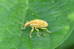 Xanthochelus major