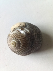 Steromphala cineraria