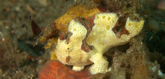 Antennarius pictus