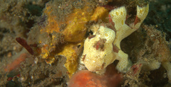 Antennarius pictus