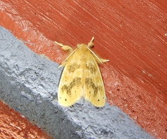 Artaxa guttata