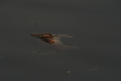 Leporidae