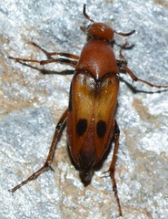 Macrosiagon bimaculata