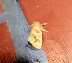 Artaxa guttata