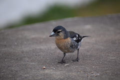 Fringilla coelebs moreletti