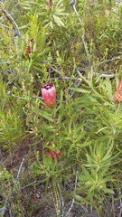 Protea neriifolia