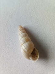 Cochlicella acuta