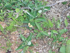 Lonicera periclymenum