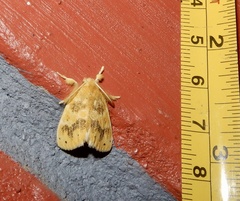 Artaxa guttata