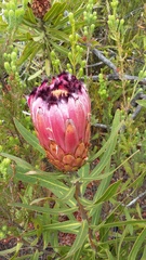 Protea neriifolia