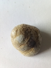 Steromphala cineraria