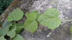 Passiflora vesicaria