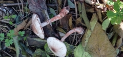 Leucoagaricus pilatianus