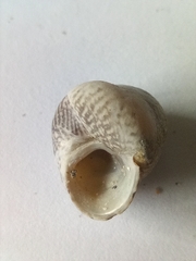 Steromphala cineraria