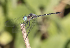 Micrathyria hypodidyma