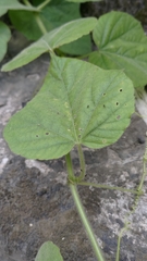 Passiflora vesicaria