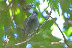 Lipaugus weberi