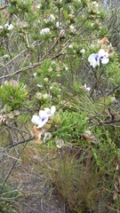 Psoralea floccosa