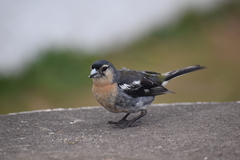 Fringilla coelebs moreletti