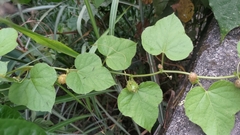 Passiflora vesicaria