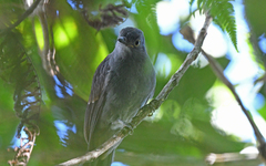 Lipaugus weberi