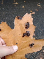 Taphrina caerulescens