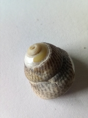 Steromphala cineraria