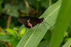 Parides