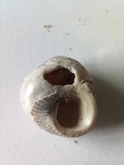 Steromphala cineraria