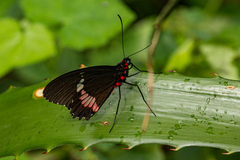Parides