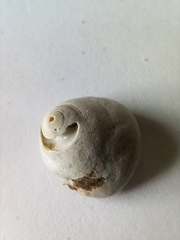 Steromphala cineraria