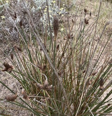 Hellmuthia membranacea