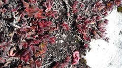 Crassula rubricaulis