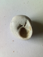 Steromphala cineraria