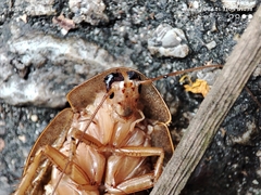 Pseudophoraspis nebulosa