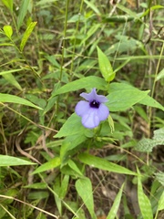 Torenia siamensis
