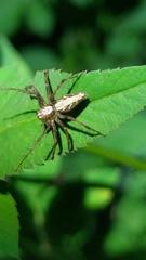 Oxyopes sertatus