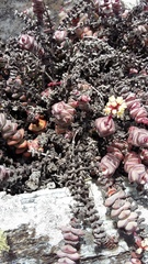 Crassula perforata