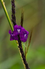 Stachytarpheta frantzii