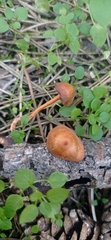 Laccaria proxima