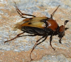 Macrosiagon bimaculata