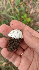 Tricholomella constricta