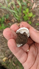 Tricholomella constricta