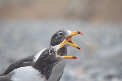 Larus belcheri