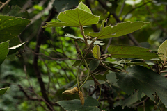 Helicteres baruensis image